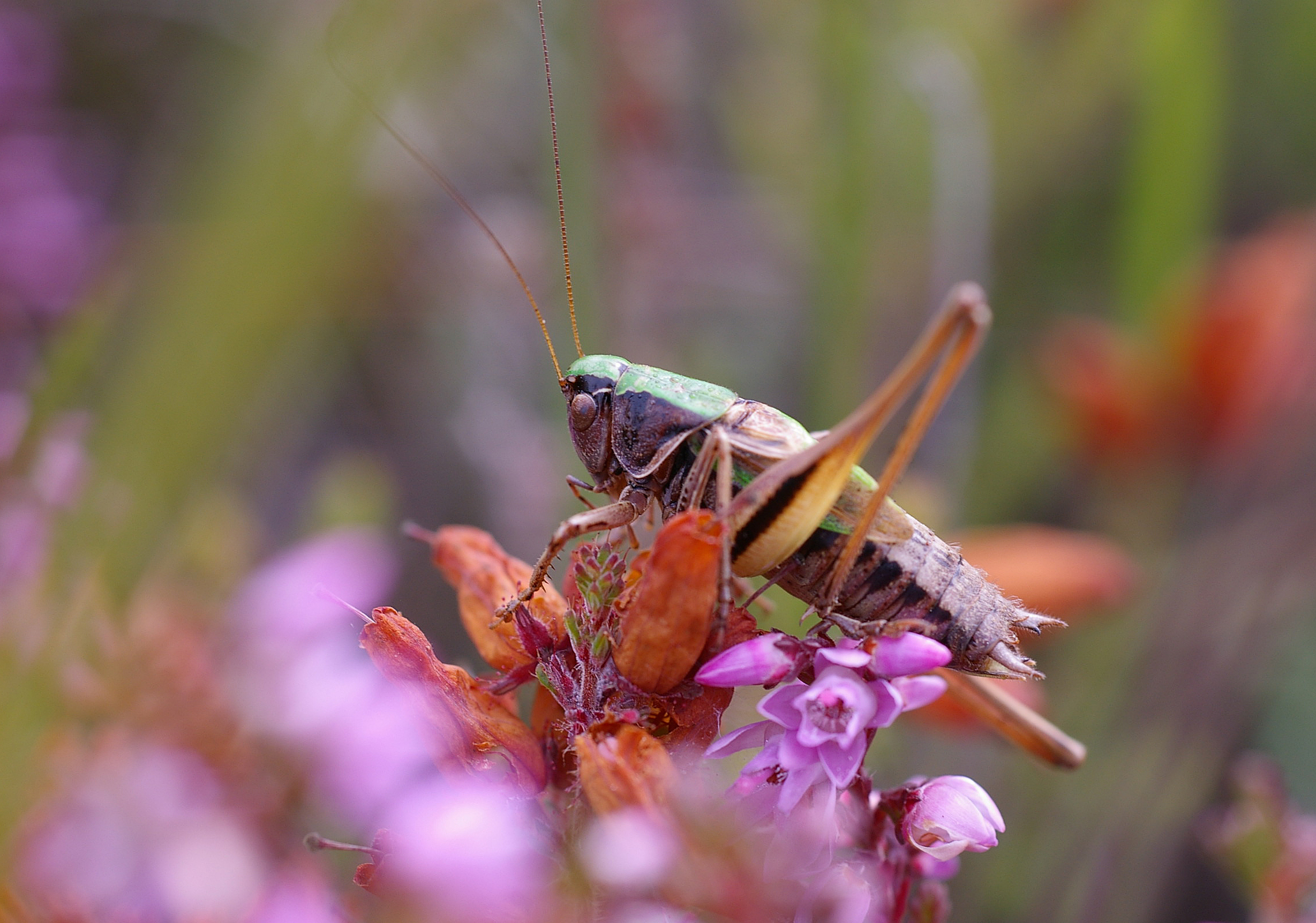 Metrioptera brachyptera [Bog bush-cricket] c.MWaite – Surrey Nature ...