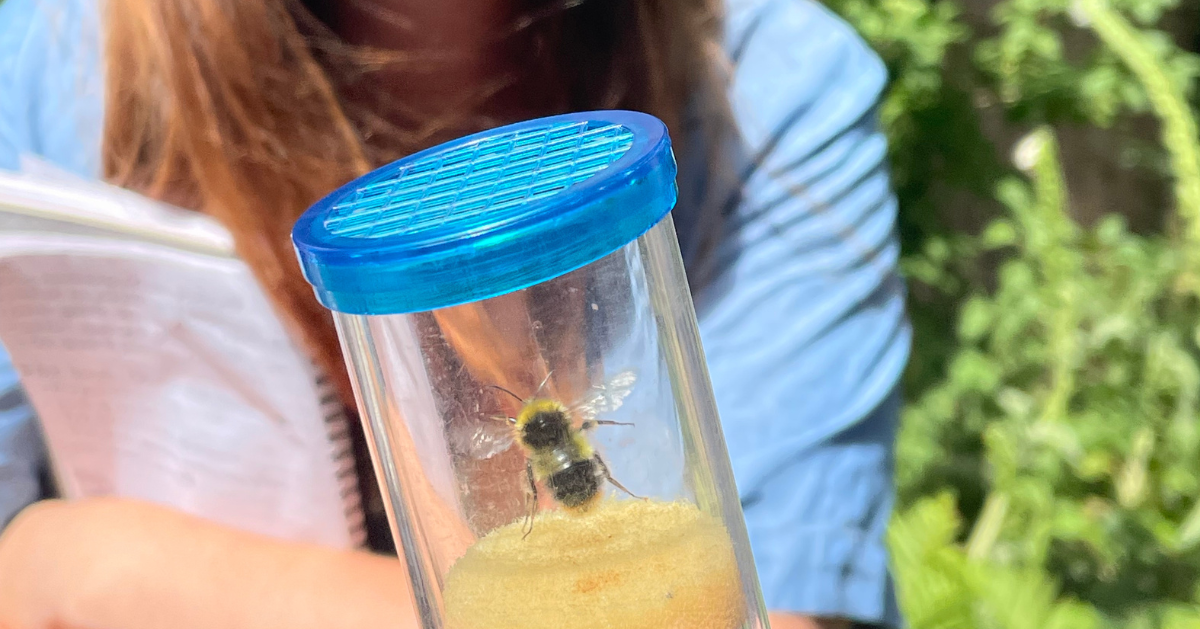 Bee in a specimen jar being looked at by a person